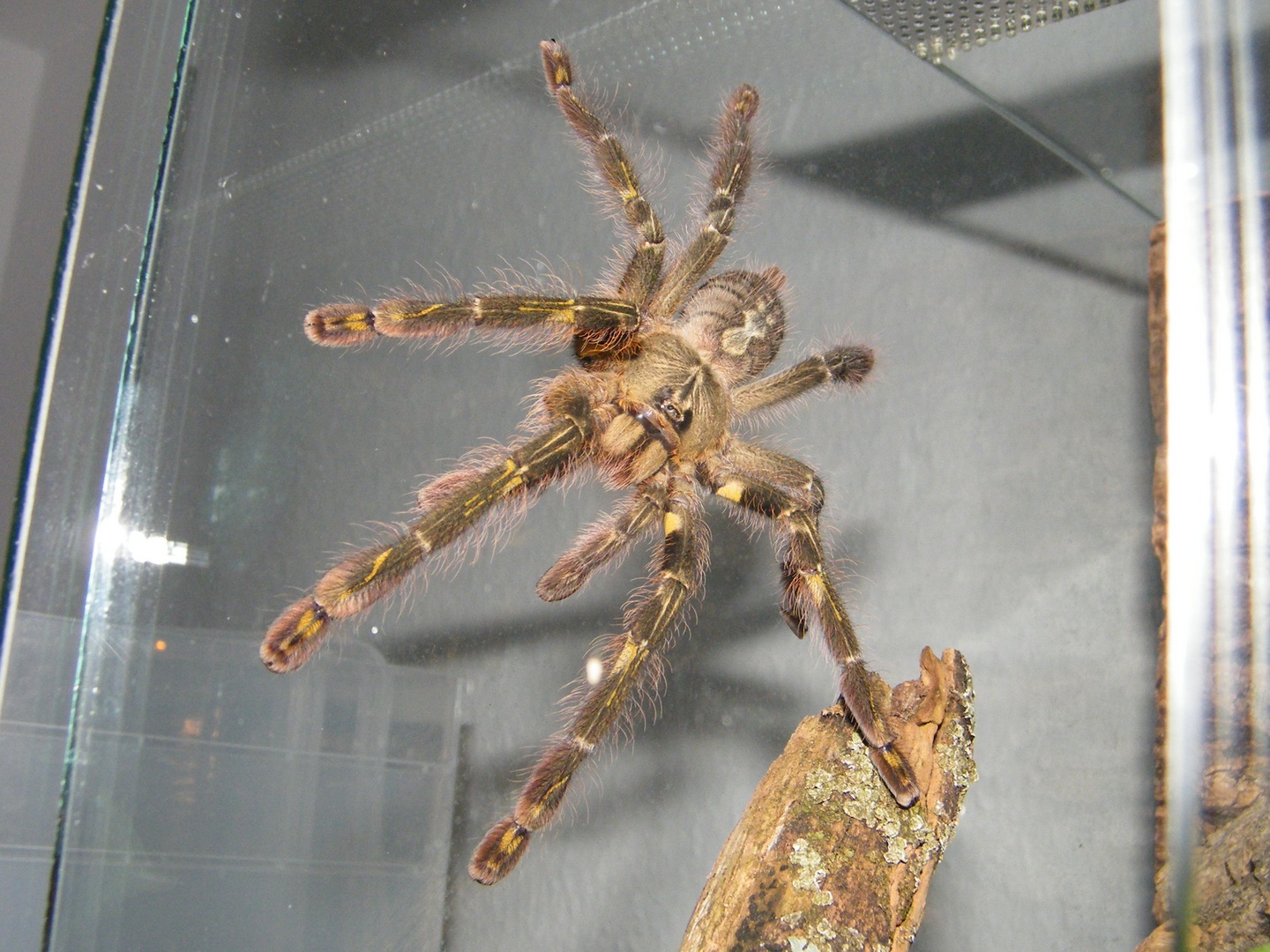 chromatopelma.de Poecilotheria rufilata