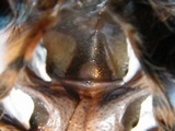 Spermathek von Chromatopelma cyaneopubescens